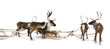 Four reindeers whis harnesses