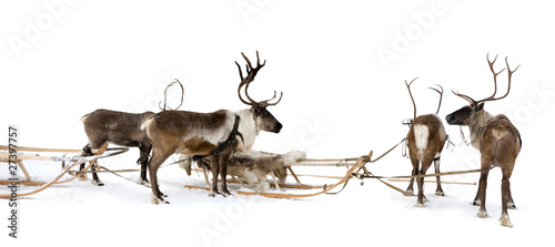 Photo: Four reindeers whis harnesses Four reindeers whis harnesses