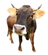 cow isolated