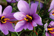 fiori di zafferano fiori di zafferano