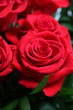 red roses