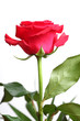 red rose on white background
