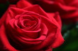 red rose
