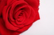 red rose