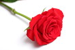 rose white background