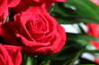 red rose