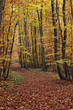 Track through Grosbliederstroff woodland in fall colors Track through Grosbliederstroff woodland in fall colors