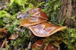 Fistulina hepatica