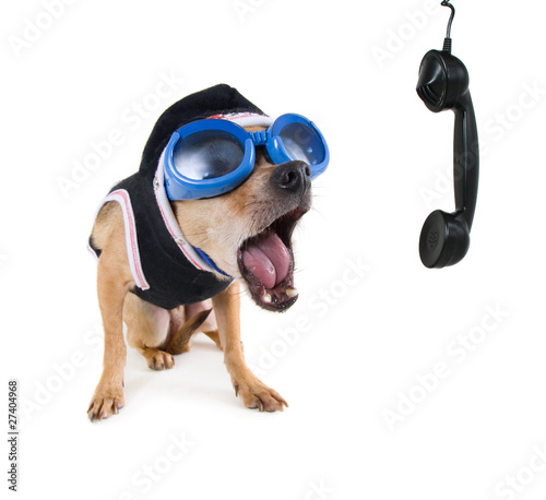 Photo: cute chihuahua on the phone cute chihuahua on the phone