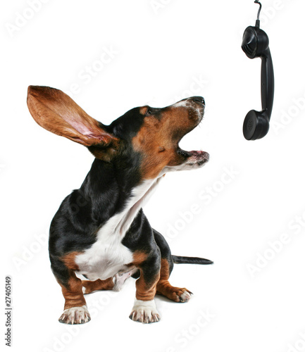 Photo: a howling dog on phone a howling dog on phone