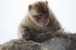 Young Gibraltar Macaque