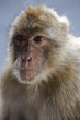 Gibraltar Macaque Portrait