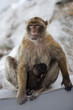 Gibraltar Macaque Mother