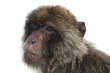 Gibraltar macaque II