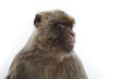 Gibraltar macaque
