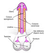 Penis/testicles diagram