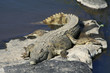 Crocodile