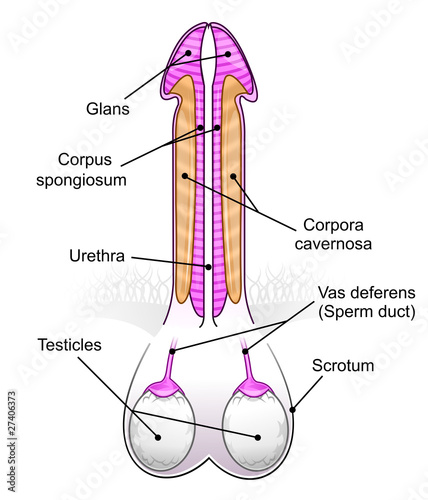 Illustration: Penis/testicles diagram Penis/testicles diagram