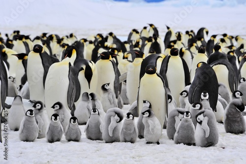 Photo: Emperor Penguin Emperor Penguin