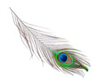peacock plume on white close-up