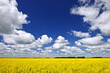Canola field