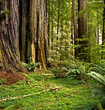 Redwood forest
