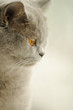 Grey cat looking at the window