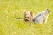 Yorkshire terrier