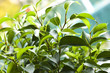 Ficus benjamini