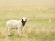 Sheeps on a meadow