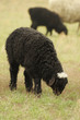 Sheeps on a meadow