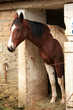 cheval au box