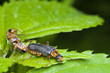 Omomiłek szary Cantharis fusca