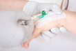Infusion