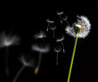dandelion in the wind dandelion in the wind