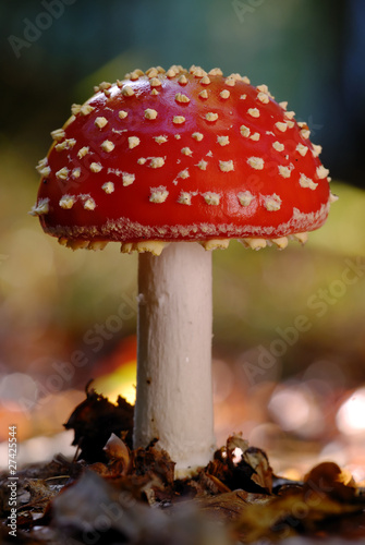 Photo: Young Fly Agaric Young Fly Agaric