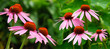 Banner Echinacea 04