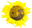 sunflower with the symbol of yin-yang