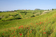 Typical Tuscan landscape Typical Tuscan landscape