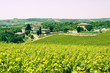 Typical Tuscan landscape