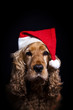 Photo: christmas dog christmas dog