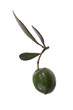 Oliva