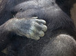 monkey`s hand