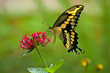 Giant Swallowtail feeding on Red Pentas