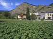 Tobacco plantation at the town of Canillo, Andorra