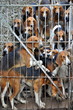 Meute de chiens