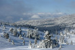 Christmas tree-snow-mountain
