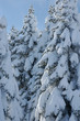 christmas tree-snow-mountain