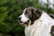 Mastiff