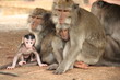 Affe
